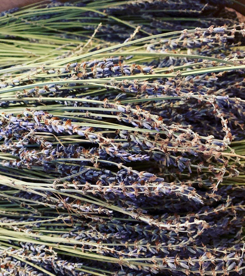 Nothing brings back the feeling of Provence then the scent of lavender. Our dried hidecote lavender bundles, grown here in the US can fill your home with the allure of Provence. Our certified organic oversized lavender bundles contain 100-200 stems approximately. They are dark in color, excellent in arrangements, beautiful for crafting.